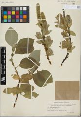 Foto von Salix glandulifera Flod.